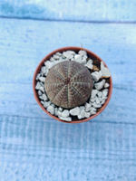 Суккулент Euphorbia Obesa (Эуфорбия)