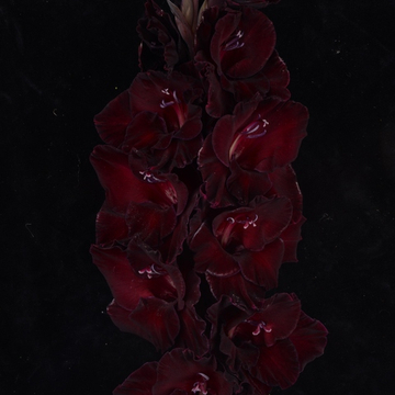 Гладиолус крупноцветковый Мурка