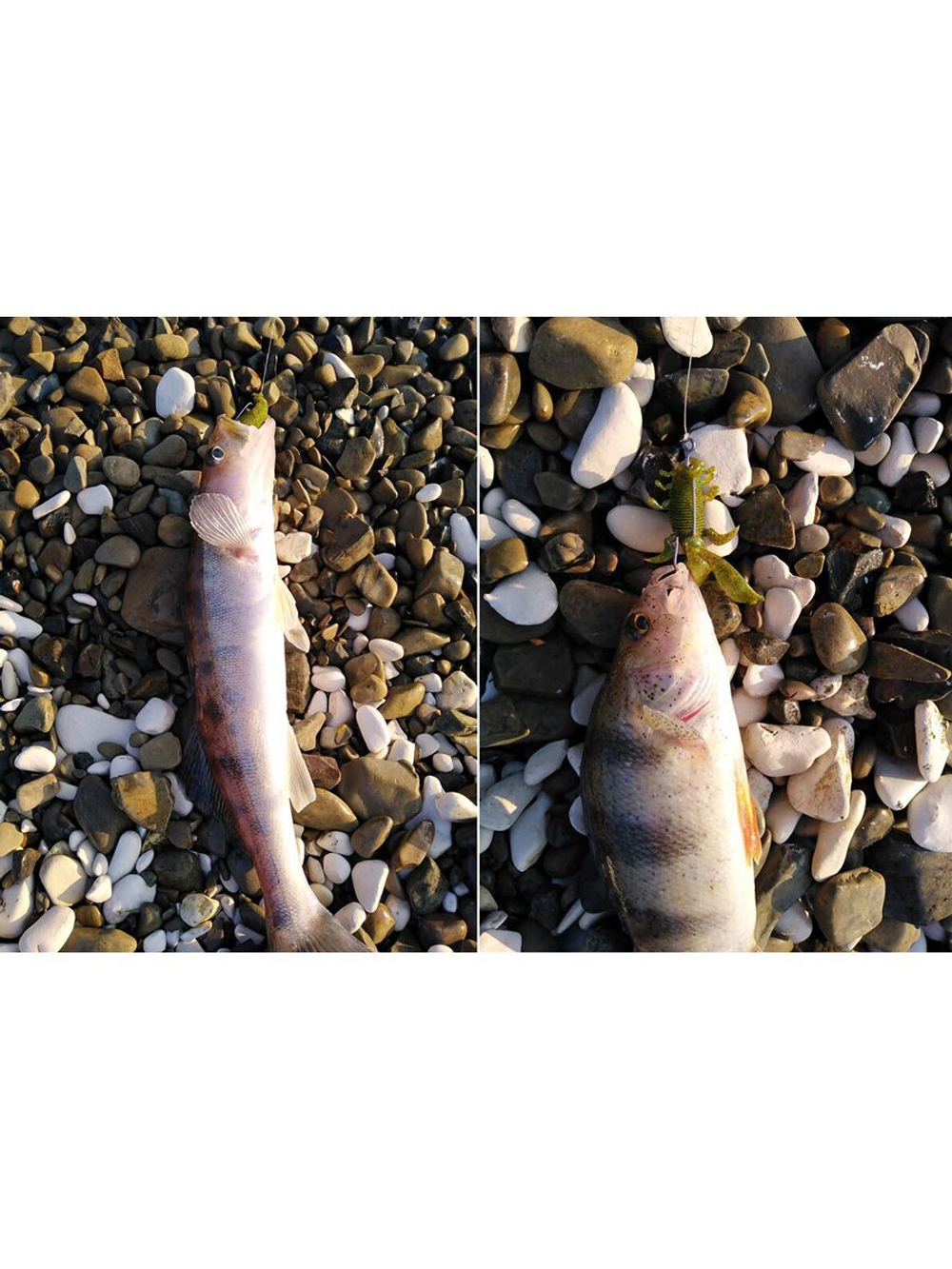 Виброхвосты съедобные искусственные LJ Pro Series INSECTOR 2,8in (07.00)/T65 8 шт. в упак.