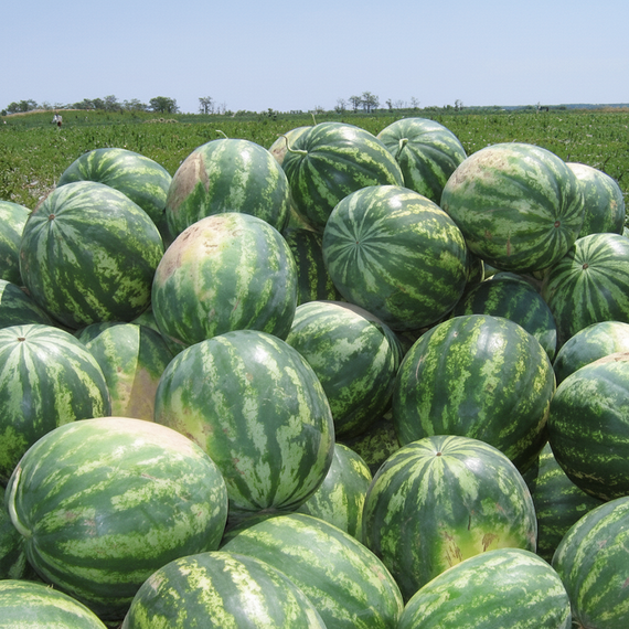 ТРОФИ F1 семена арбуза (Nunhems | Alexagro) – фото 1