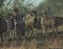 Среди животных Африки