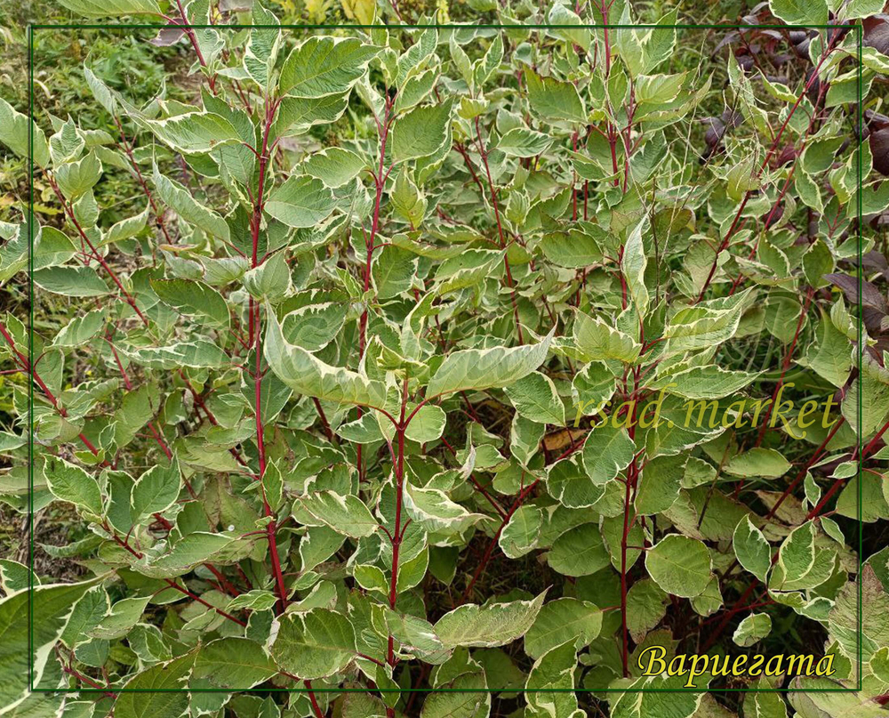 Дерен Вариегата