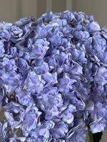 Гортензия в фиолетовом оттенке