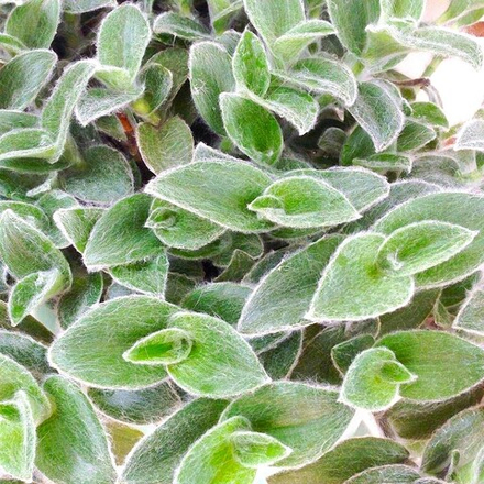 Традесканция Силламонтана ОКС укорененный черенок