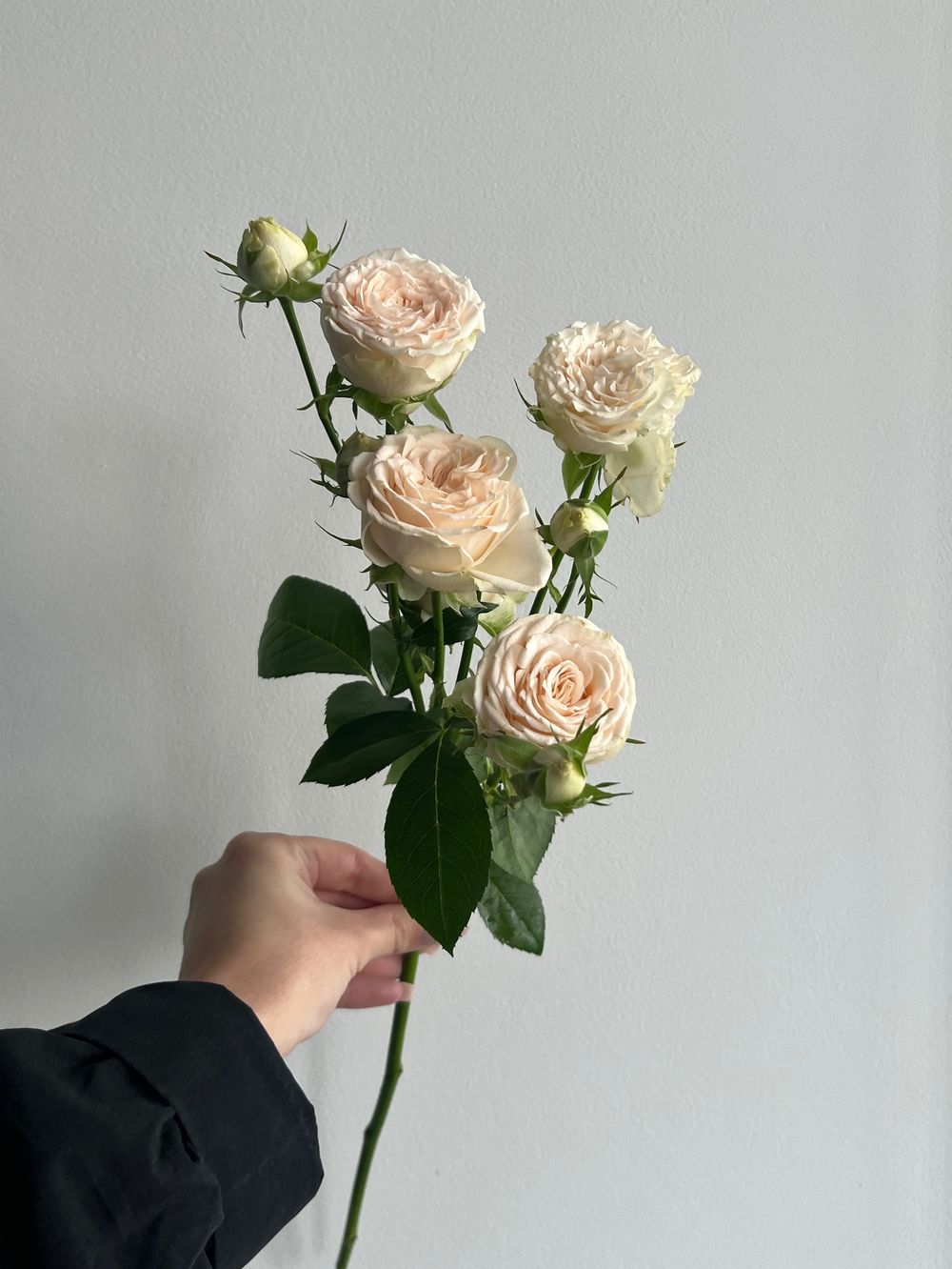 Пионовидная кустовая роза в кремовом оттенке