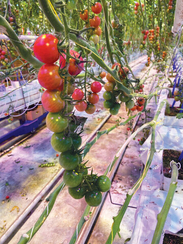 СТАРОУЗ F1 семена томата розового черри ( Rijk Zwaan / РАЙК ЦВААН )