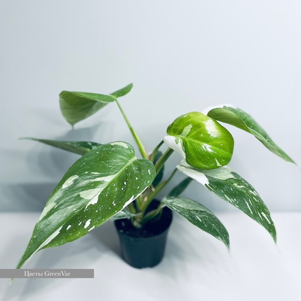 Филодендрон Принцесс Вайт