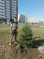 Саженцы декоративных растений