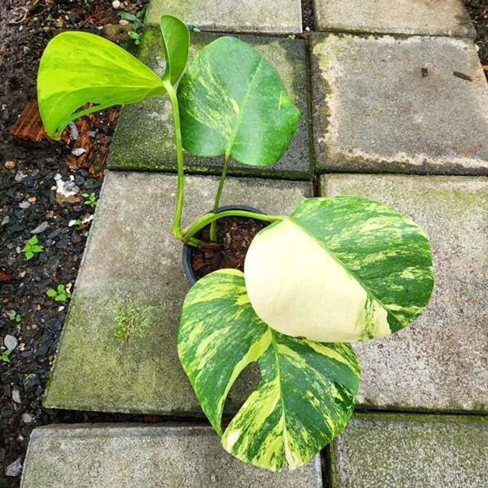 Монстера BORSIGIANA AUREA (В12)