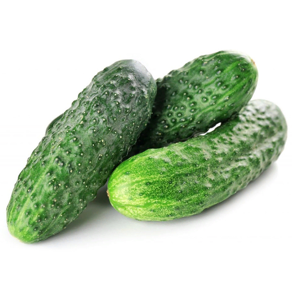 БЬЕРН F1 семена огурца партенокарпического (Enza Zaden) купить – фото 2