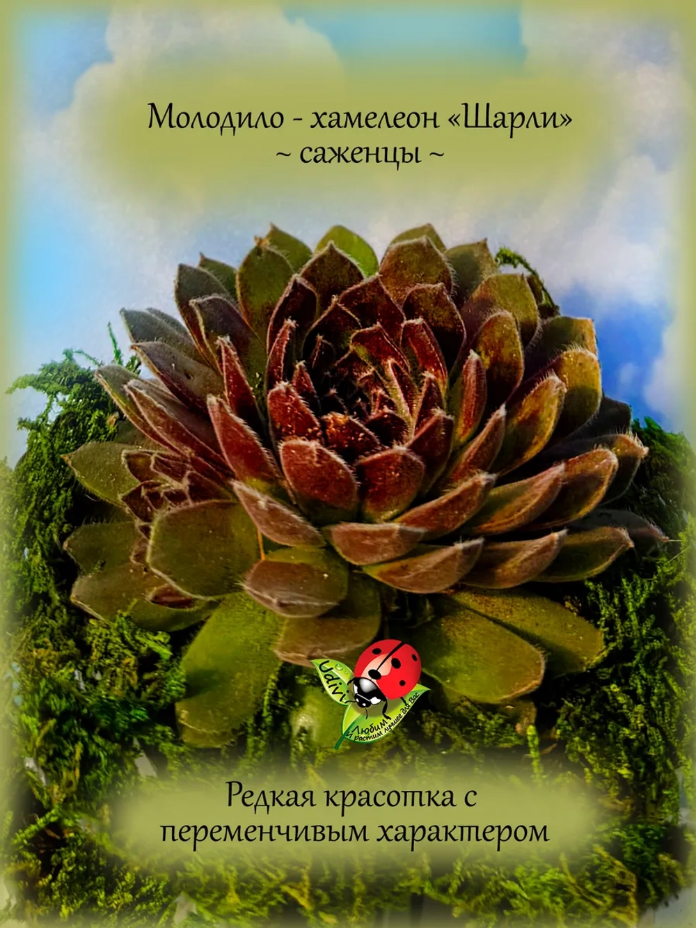 Молодило Шарли хамелеон каменная роза