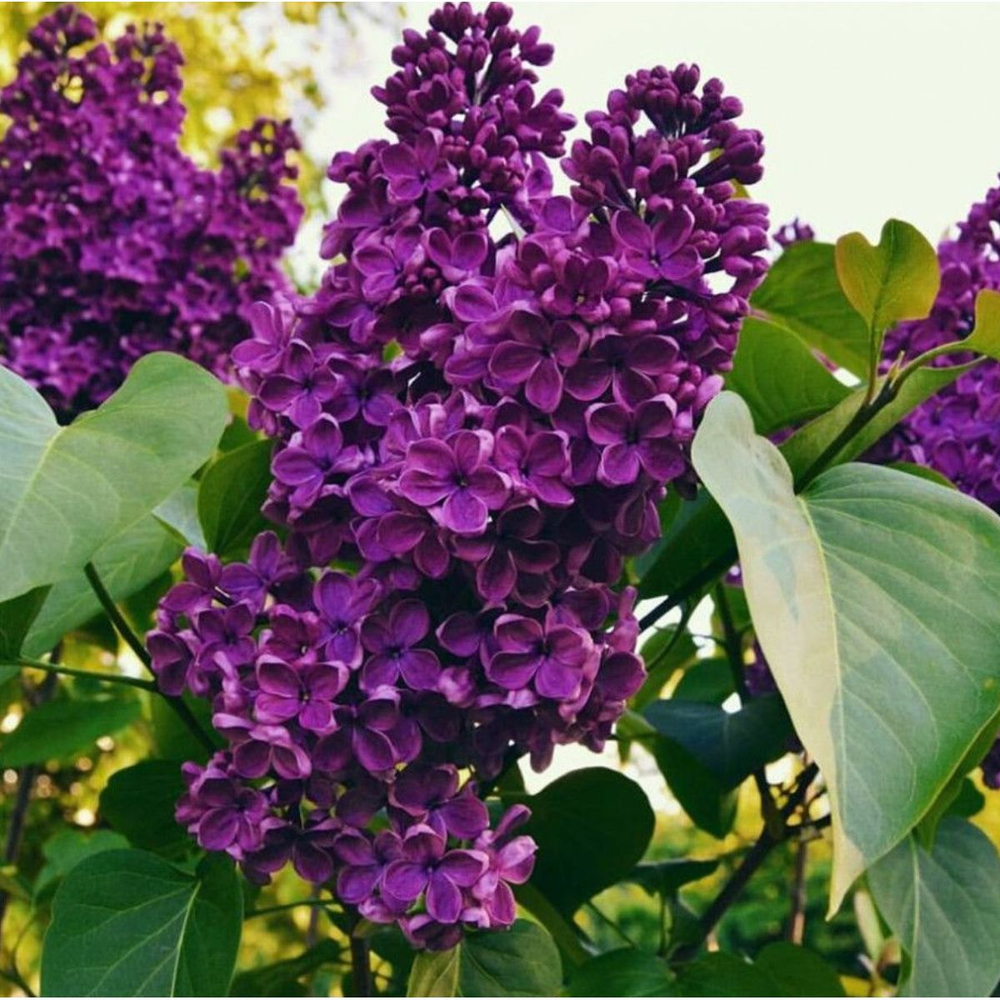 Сирень обыкновенная Людвиг Шпет Закупка М64 май 2026