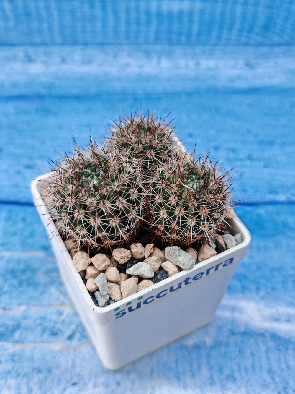 Notocactus Schlosseri (Нотокактус)