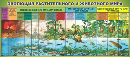 Стенд "Эволюция растительного и животного мира"