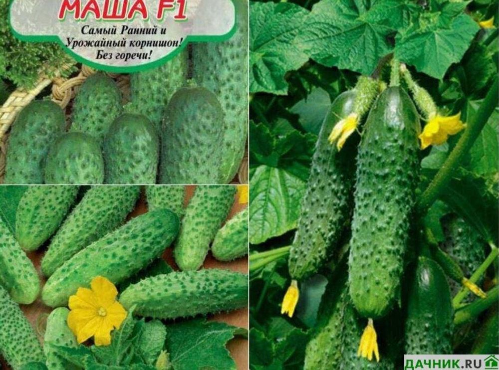 Огурец Маша АГ. Акаврель