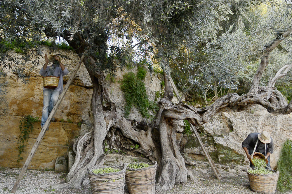 Оливковое масло CENTONZE Case Di Latomie, Reserva, Extra Virgin, темная бутылка 500 мл Италия