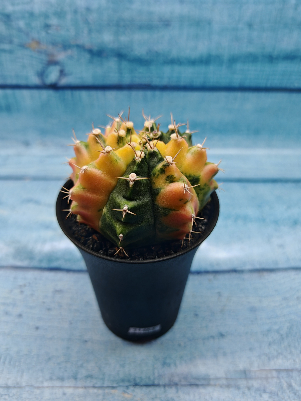 Gymnocalycium Variegata (Гимнокалициум Вариегатный)