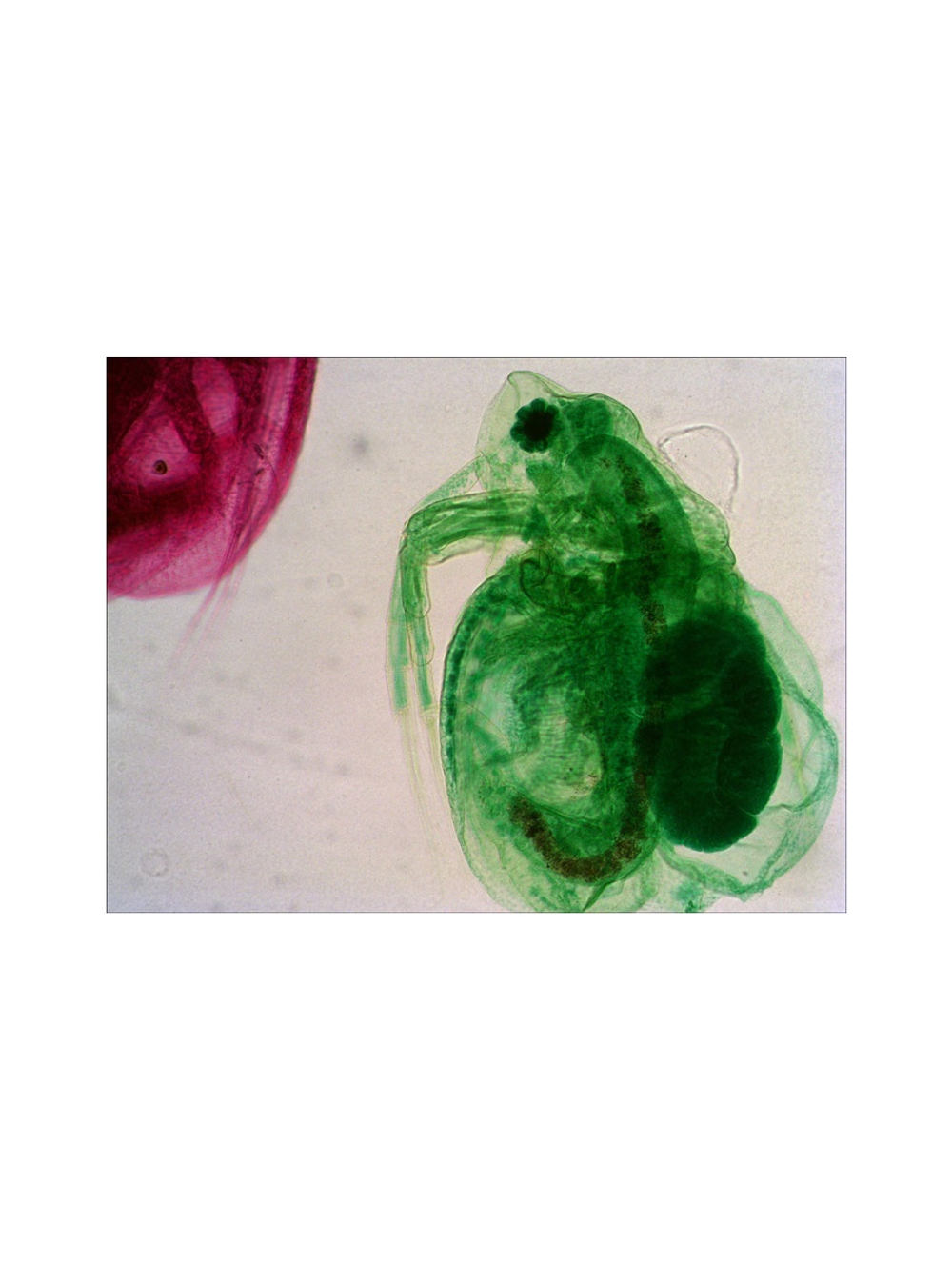 Набор микропрепаратов Levenhuk N80 NG «Увидеть все!»