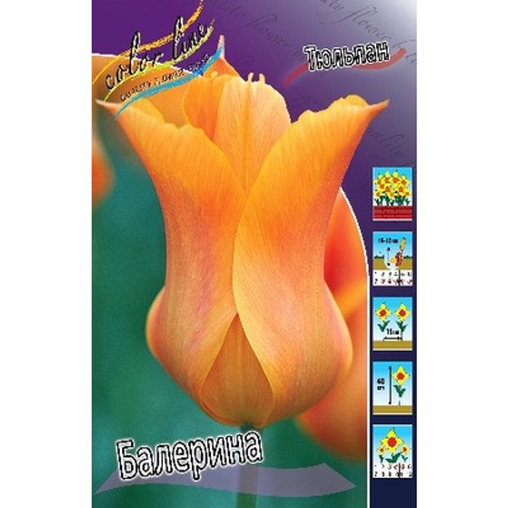 Тюльпан Балерина
