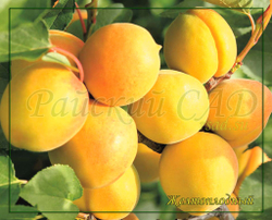 Абрикос Желтоплодный
