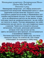 Пеларгония межвидовая Экстремальная Мила