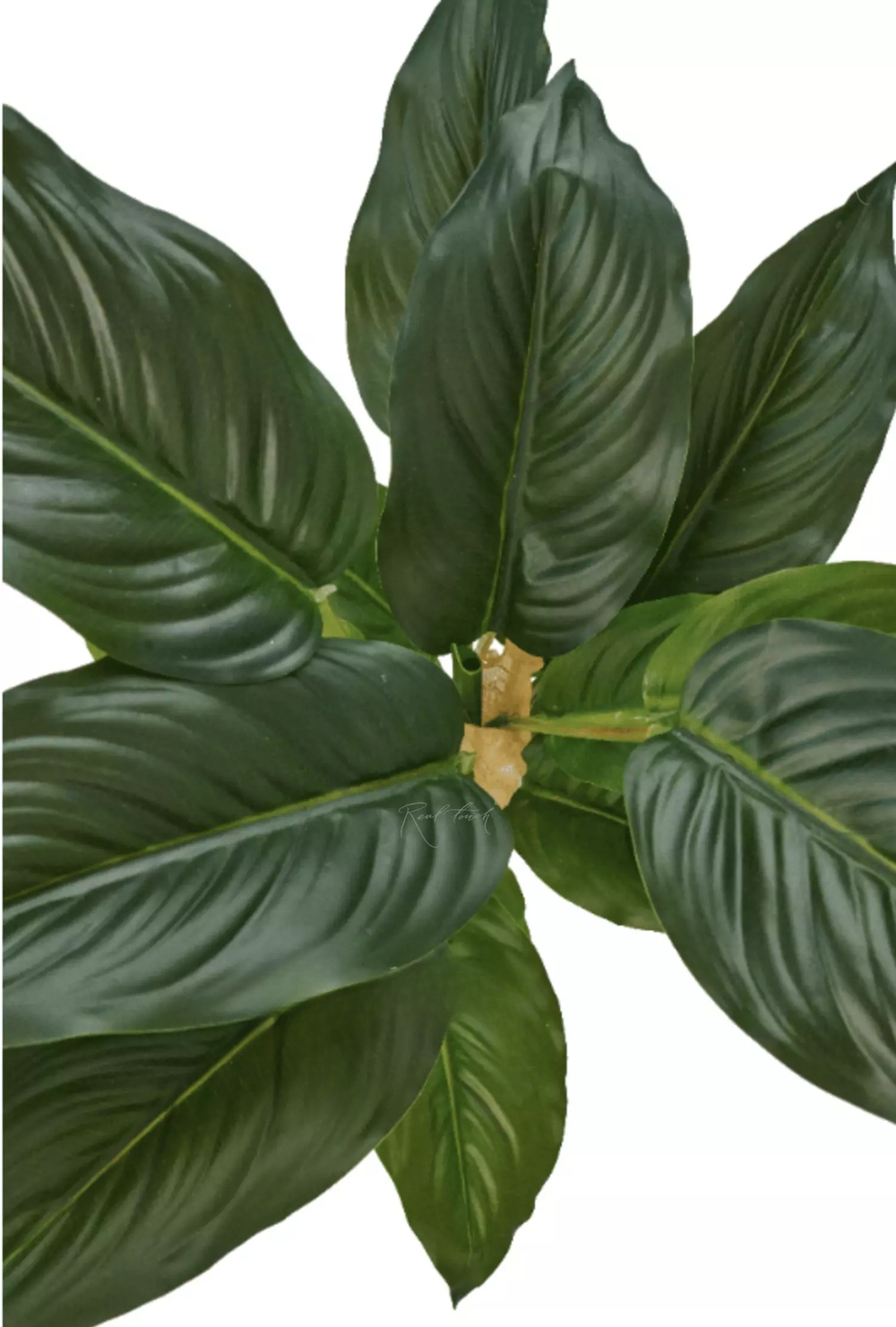 Аглаонема (24 листа)