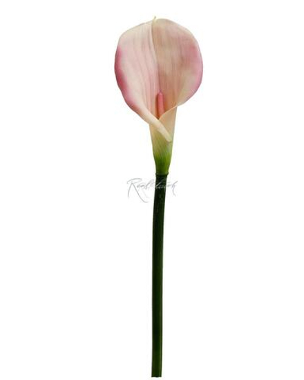 Калла Премиум - Светло-фиолетовый