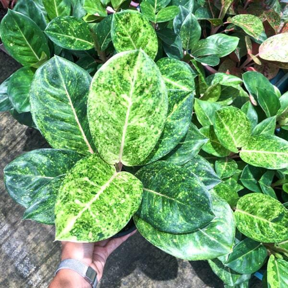 Аглаонема GAMLAI YOK / GREEN EMERALD