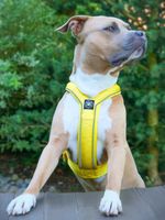 Шлейка Slip-On BullyBillows