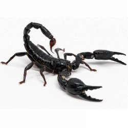 Скорпион Heterometrus spinifer (Азиатский лесной скорпион)