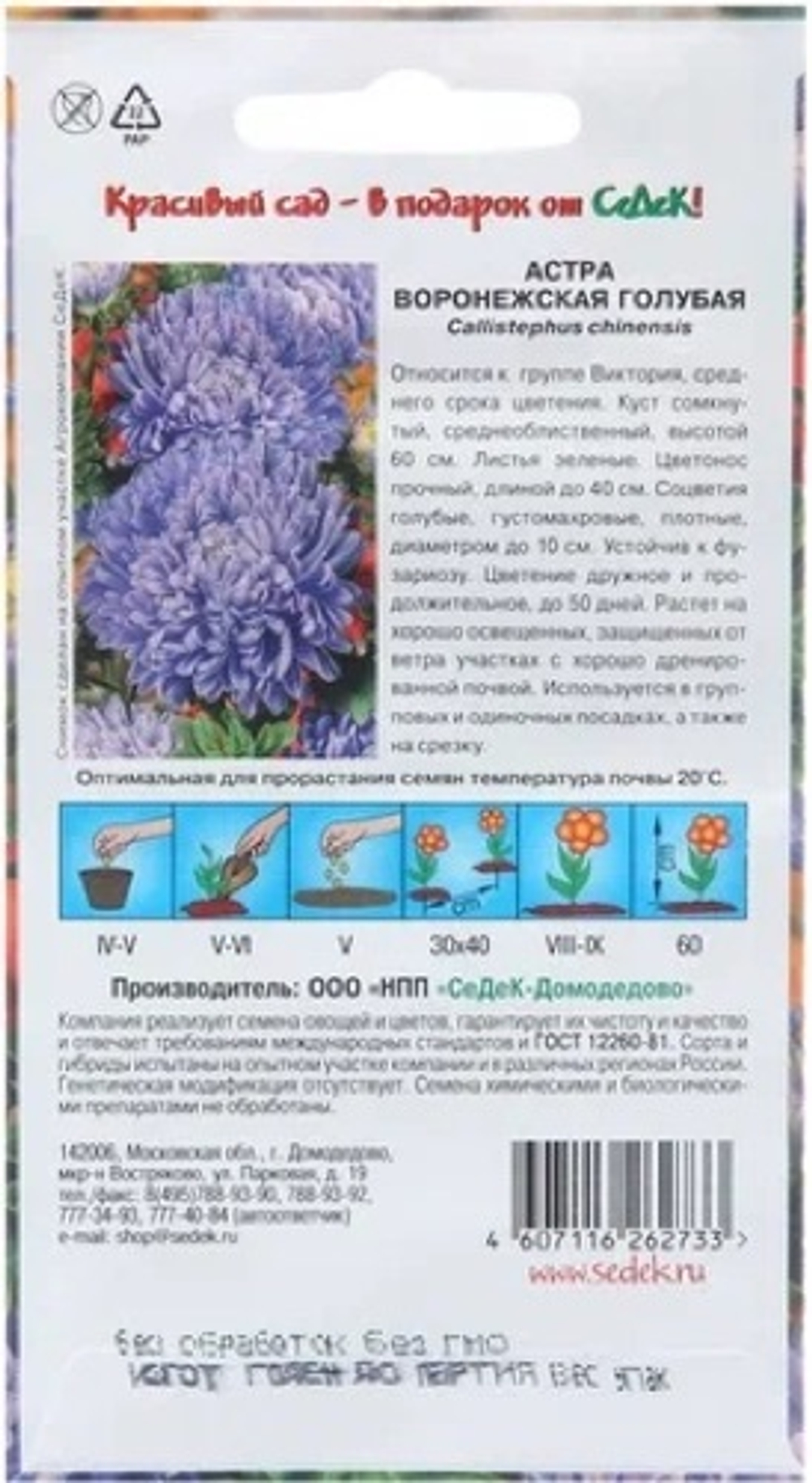 Астра Воронежская голубая