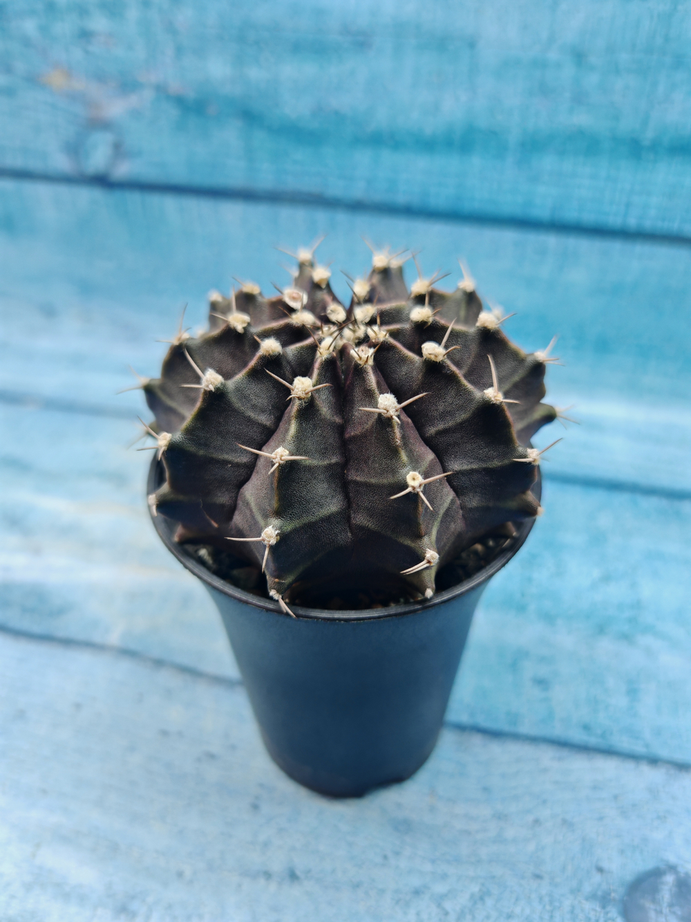 Gymnocalycium Mihanovichii black (Гимнокалициум)