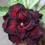 Адениум обесум BLACK DRAGON
