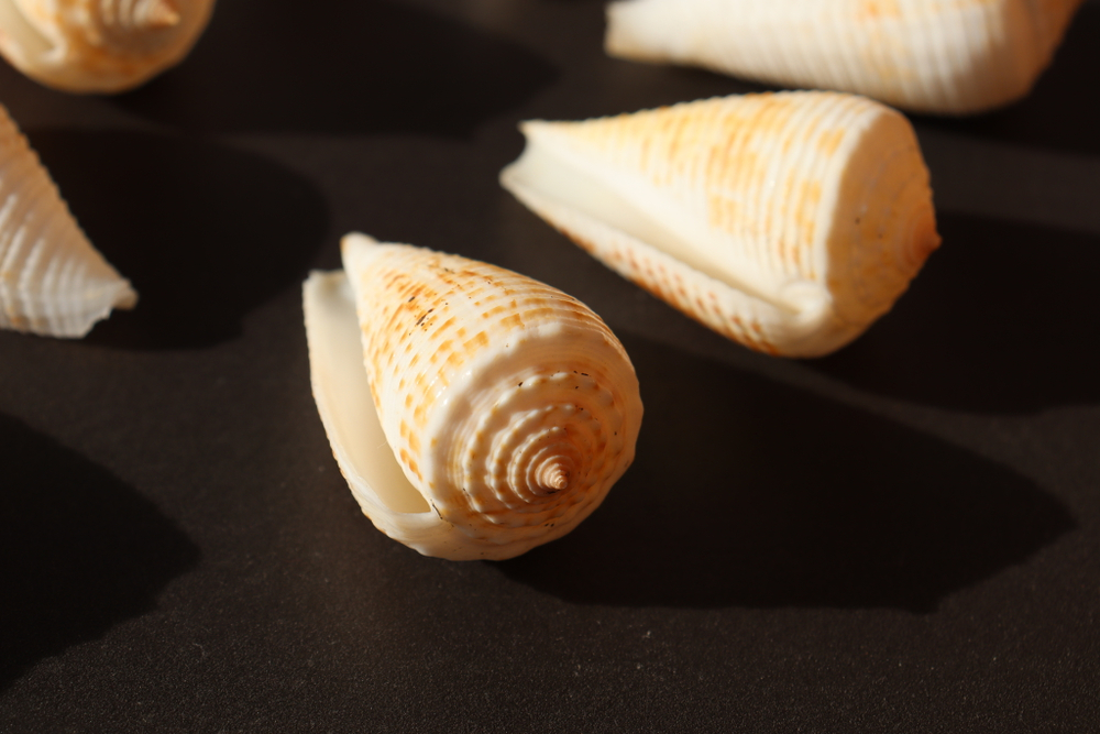 Ракушка конус ролани (Conus rolani)