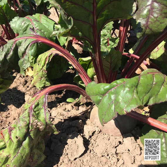 Либеро семена свеклы (Rijk Zwaan / Райк Цваан) в поле – фото 4