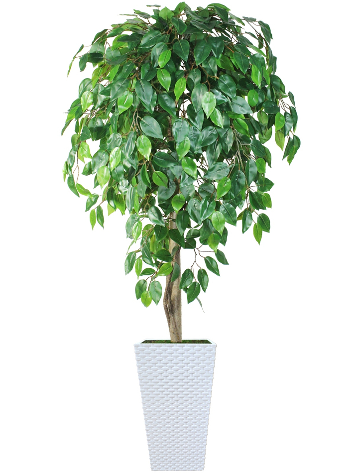 Искусственное дерево Фикус зеленый 150см в высоком белом кашпо ротанг