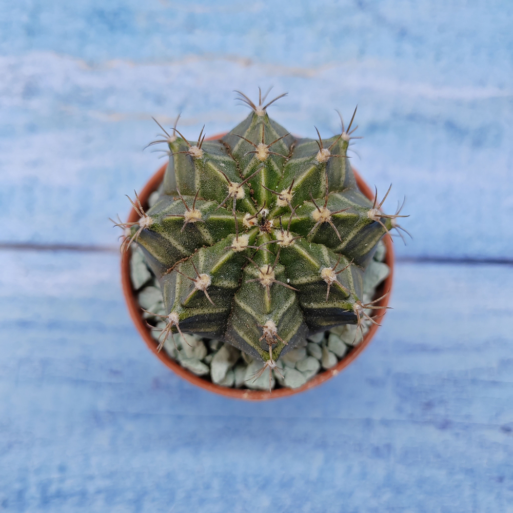 Gymnocalycium Friedrichii (Гимнокалициум)