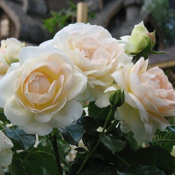 Роза флорибунда Мария Антуанетта