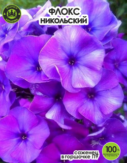 Саженец, Флокс, Никольский