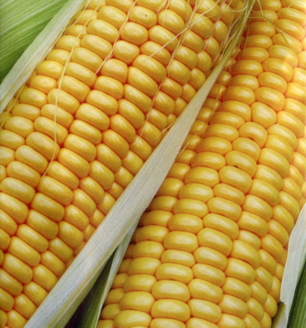 Кукуруза Свит Сириус F1 10шт Мировые Семена VITA GREEN