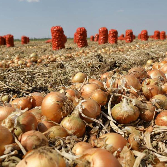 Центавр_F1_семена_лука_репчатого_Гавриш_культура – фото 2