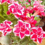 Адениум RAINBOW