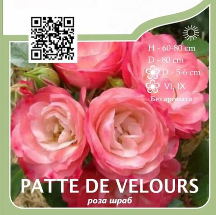 Роза шраб "Patte de Velours"