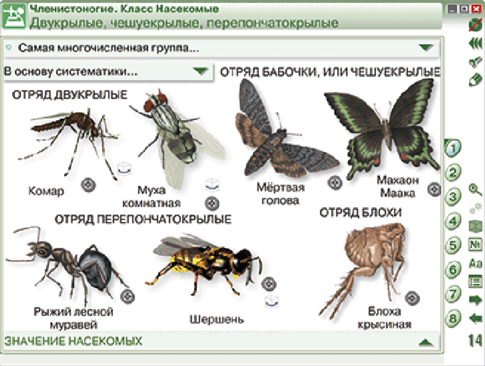 Наглядная биология. 7 класс. Животные
