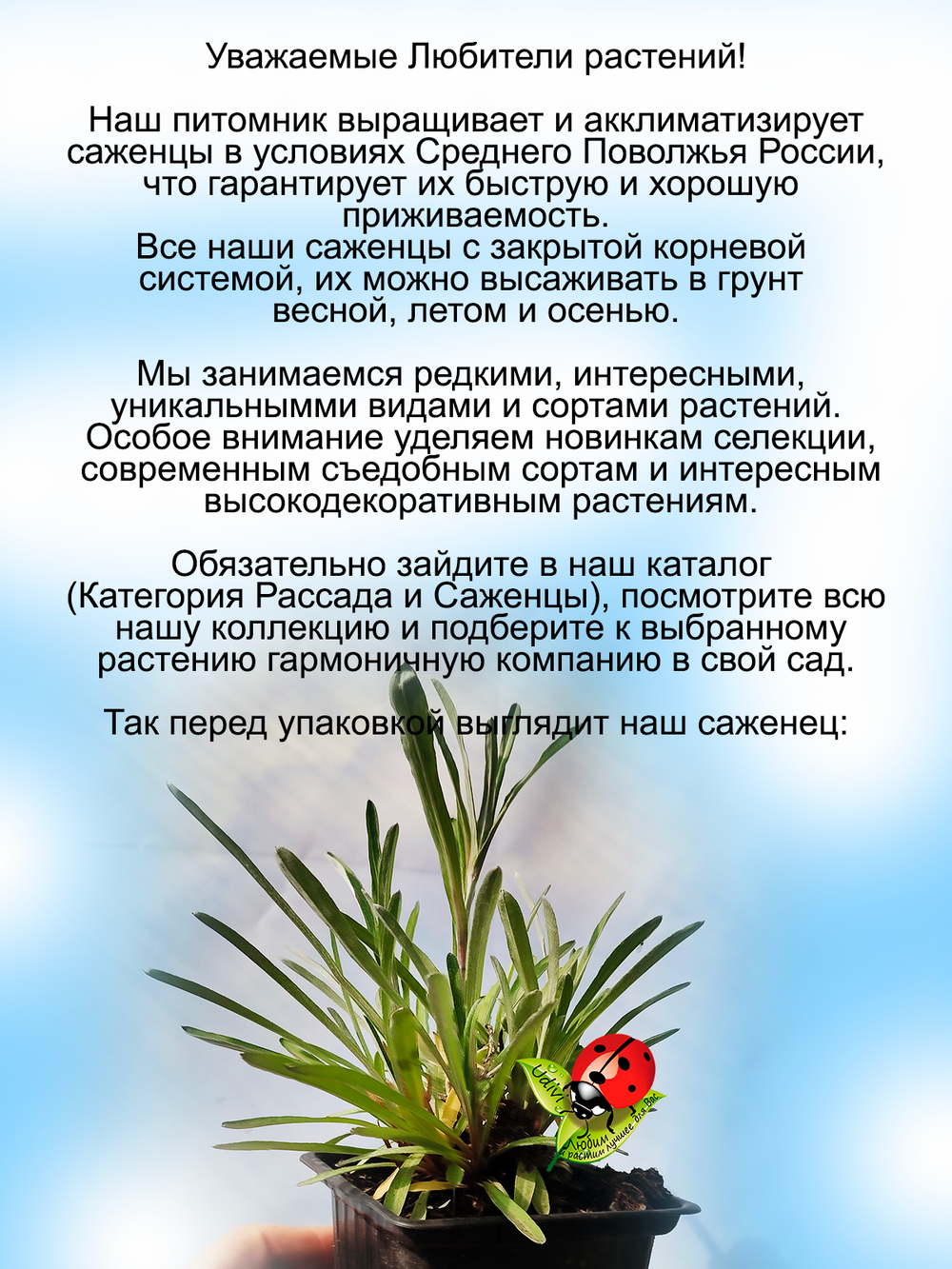 Эдельвейс горный цветок Любви многолетний