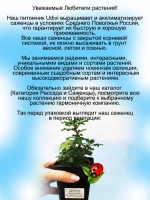 Плектрантус дуболистный комнатная мята