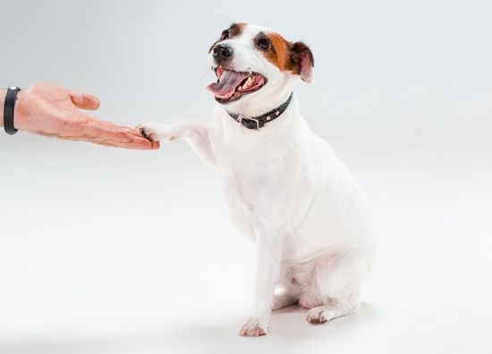 Как безопасно общаться с чужой собаой?