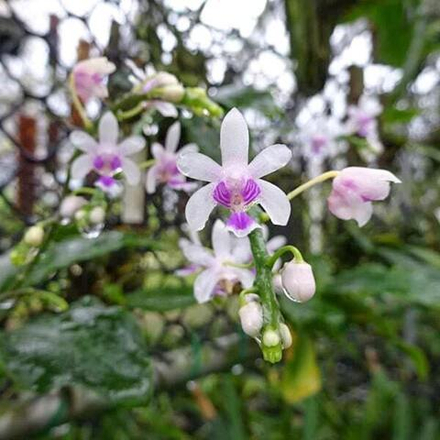 Орхидея KINGIDIUM DELICIOSA