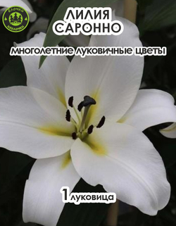 Луковичные цветы Лилия Саронно, 1шт