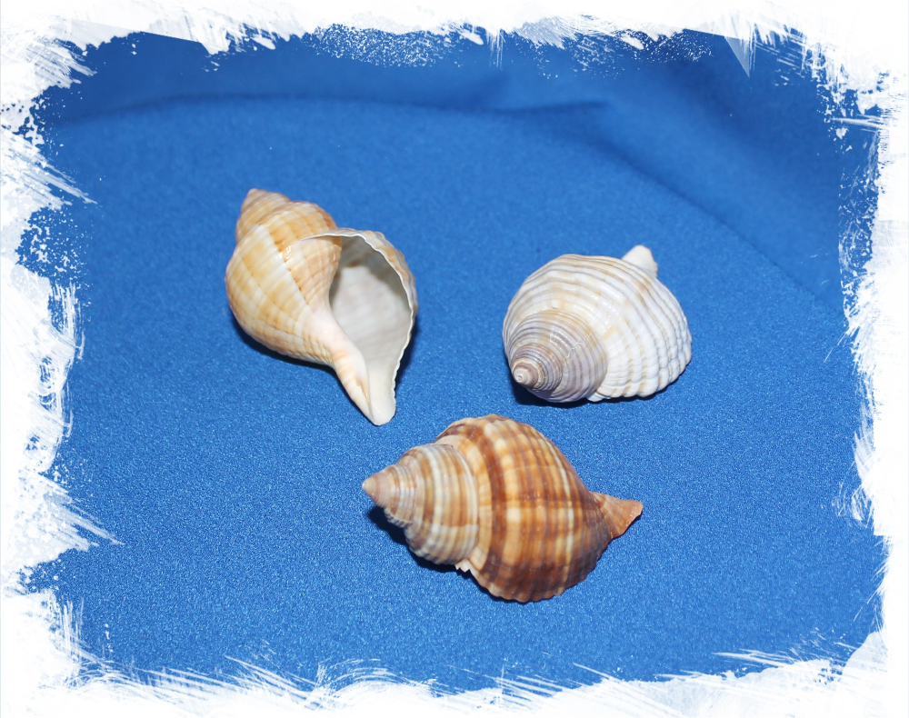 Ракушка Poulsen's Triton, тритон Поулсена Купить